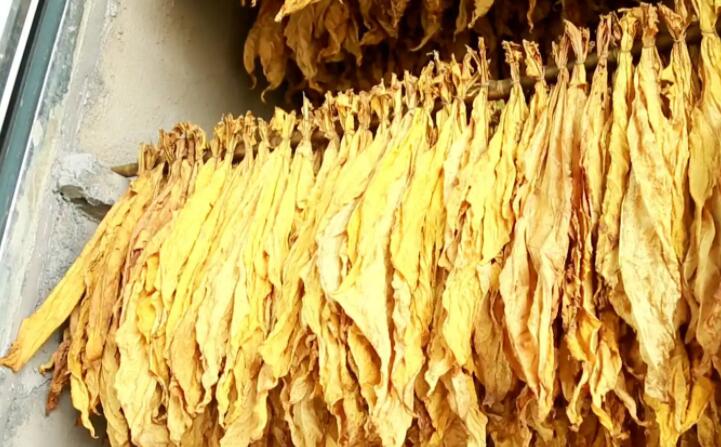 “烘烤出來(lái)的煙葉非常漂亮，色澤勻稱鮮亮，不像以前燃煤烘烤容易掛灰，鋸末顆粒機(jī)的顆粒燃料烤煙既環(huán)保又降低了勞動(dòng)強(qiáng)度?！痹谠摯鍦阉汉婵竟?chǎng)，種植戶張國(guó)輝忙著將一桿桿“黃金葉”從生物質(zhì)新能源烤房中取出，他對(duì)“綠色烘烤”贊不絕口。