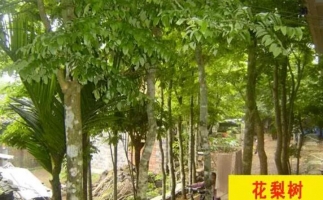 紅花梨下腳料千萬別再丟了，都是寶啊